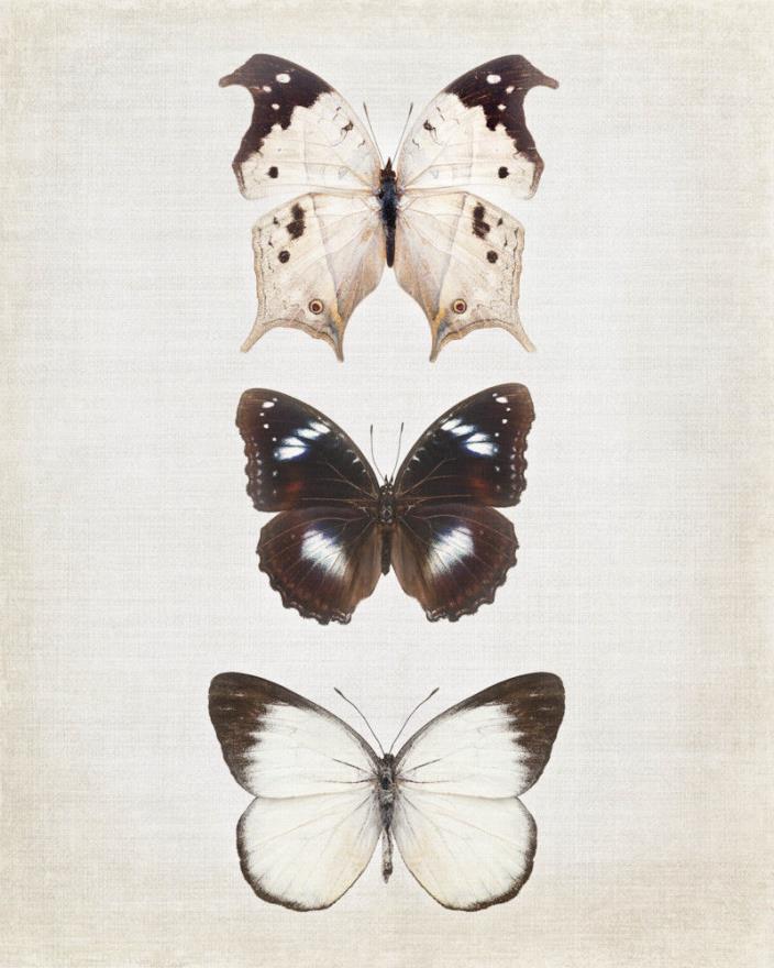 Print of Butterflies~Brown Butterfly Art Print~Bug Nature Print~Nursery Decor~Ze