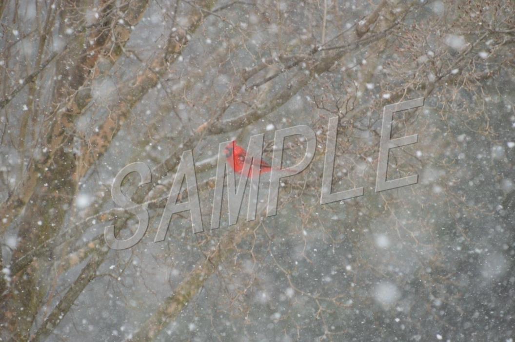 Digital Picture Wallpaper Red Cardinal in the Snow