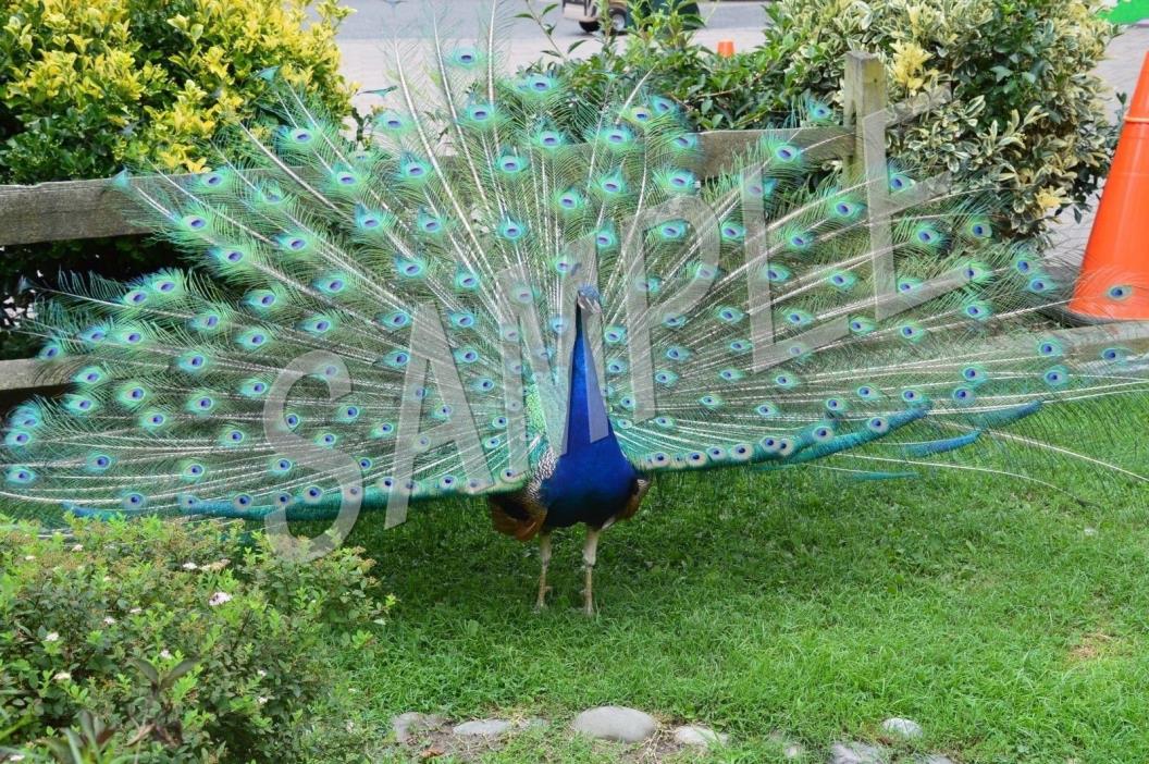Digital Picture Wallpaper of Peacock