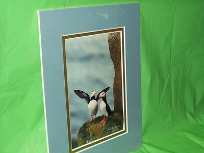 Puffin Alaskan Wilderness Images / Photograph  by::Dorothy Keeler