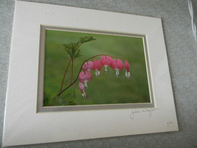 Fine Art Photograph BLEEDING HEARTS OF SPRING Flowers artist Signed  8x10 New