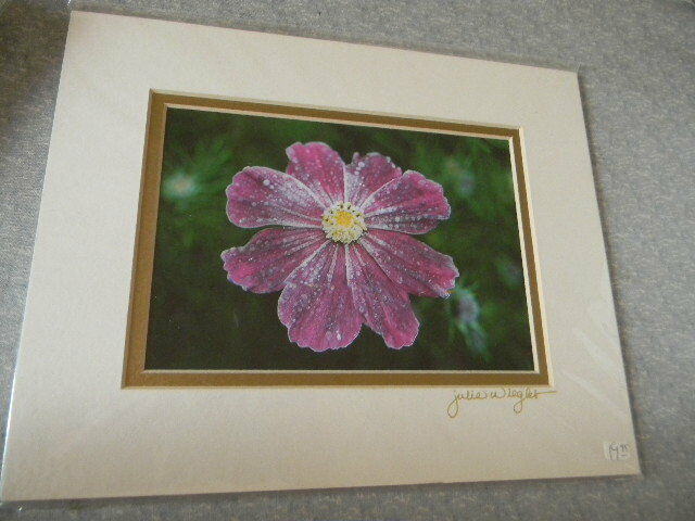 COSMO MEETS JACK FROST Fine Art Photograph Flower signed by Maine artist - 8x10