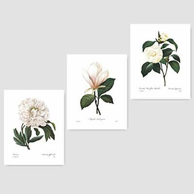 (Set Posters & Prints Of 3) Botanical (White Home Decor Room, Redoute Flower