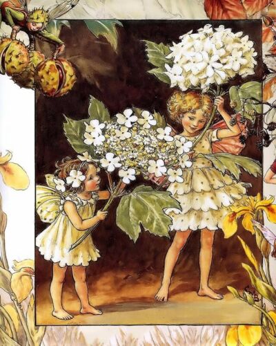 CICELY MARY BARKER THE GUELDER ROSE FAIRY 8X10 FINE ART PRINT FP_1793201117