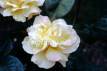 Fine Digital Photo- White Rose w/Raindrops JR-7 (300 dpi)   Immediate Delivery