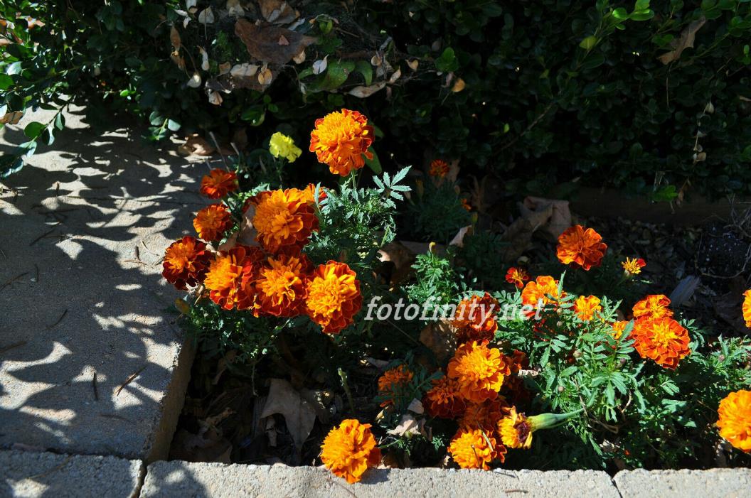 Fine Digital Photos CDIP-7 (300dpi)   OrangeChrysCluster   Immediate Delivery