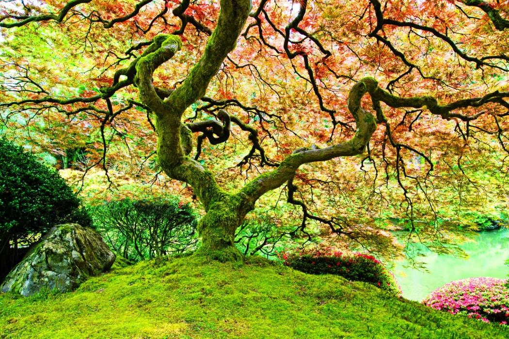 Japanese Maple Tree Photo- 8x12