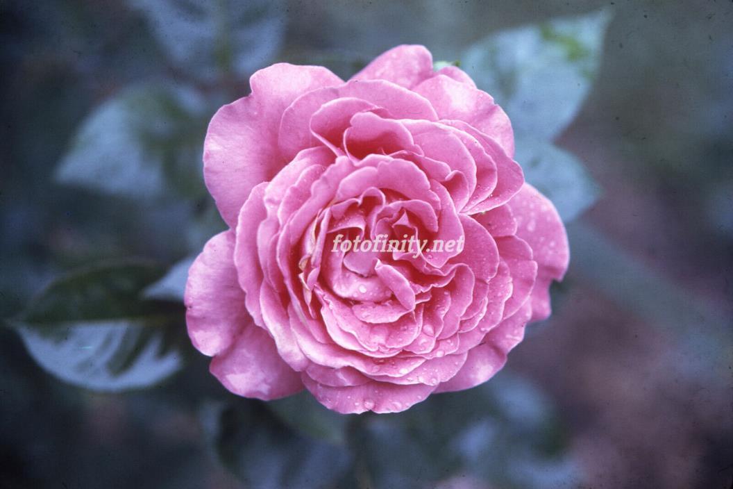 Fine Digital Photo-Deep Pink Rose w/Foliage JR-11 (300 dpi) Immediate Delivery