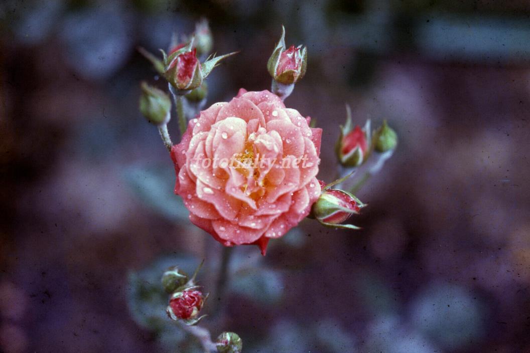 Fine Digital Photo-Pink/Orange Rose w/Foliage JR-8 (300 dpi) Immediate Delivery
