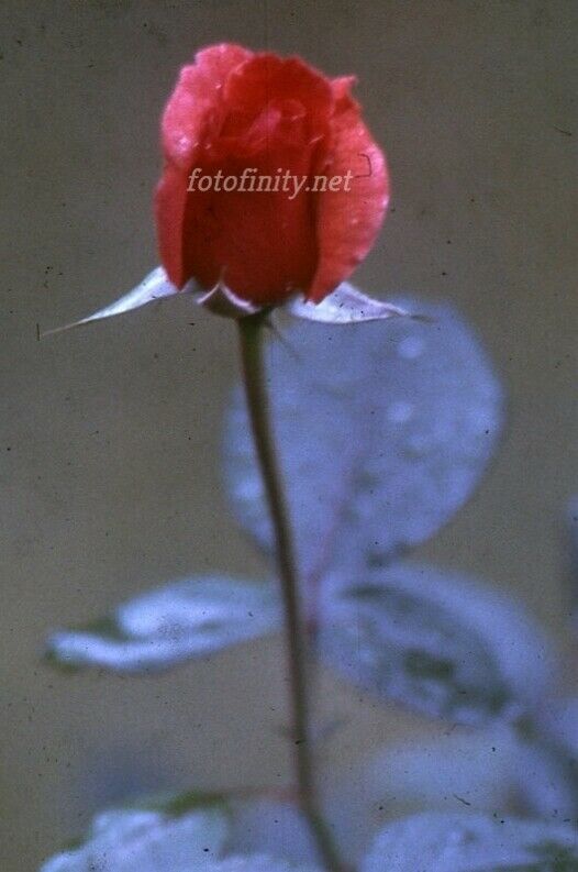 Fine Digital Photo-Red Rosebud w/Foliage JR-6 (300 dpi)   Immediate Delivery
