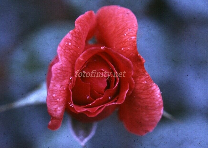 Fine Digital Photo-Red Rosebud w/Raindrops JR-3 (300 dpi)   Immediate Delivery
