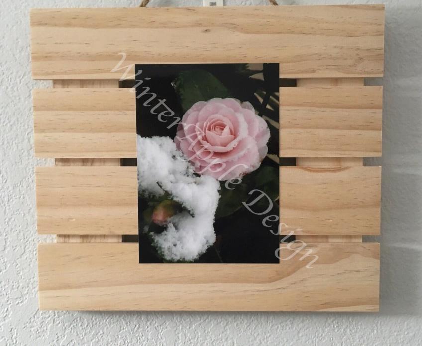 Mounted 5x7 Photograph Camellia In Snow