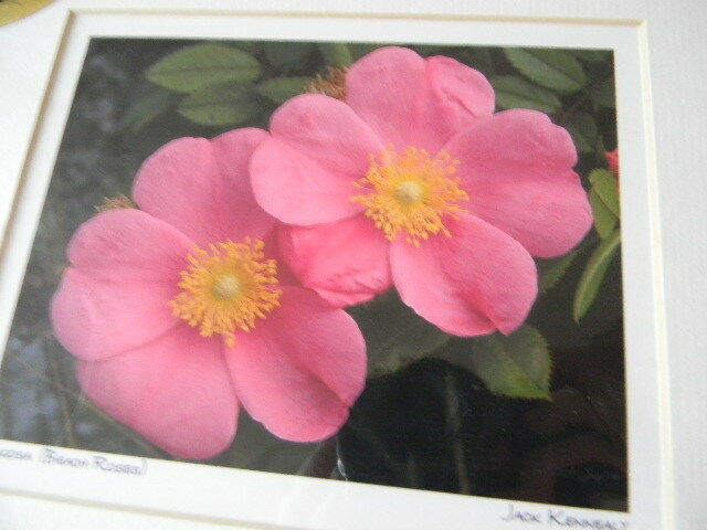 Fine Art Digital Print Floral RUGOSA BEACH ROSE 8x10 signed Jack Kennedy - New