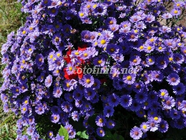 Fine Digital Photos CDIP-9 (300dpi) Chrysanthemum Small Purple   Immediate Deliv