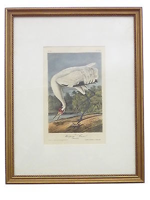Audubon Whooping Crane No. 63 Pl. 313 Birds Of America Framed Print Hand Colored