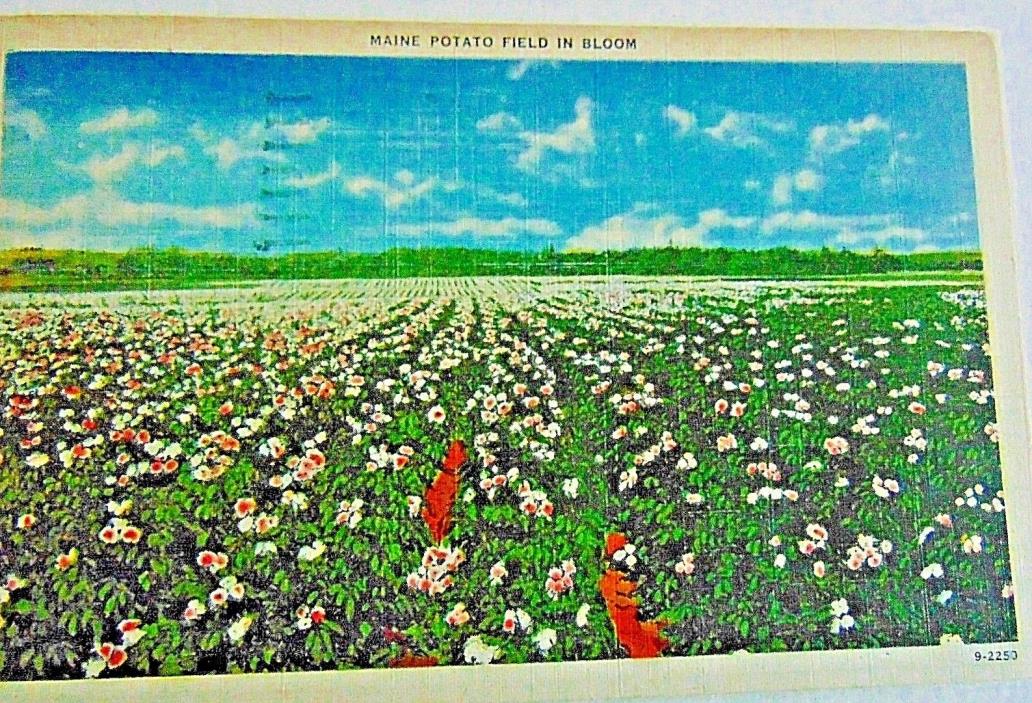 1947 POTATO FARM MAINE FLOWER VINTAGE STAMP FIELD PASTORAL POSTCARD