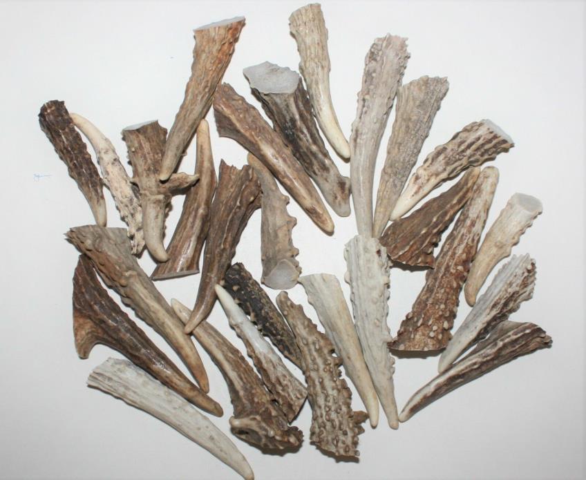 TWENTY-FIVE GNARLY DEER  ANTLER TINE TIPS ARTS, CRAFTS JEWELRY, TOGGLES -Bag 685