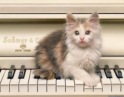 METAL MAGNET Calico Kitten Piano Musical Instrument Cat Kittens Cats MAGNET