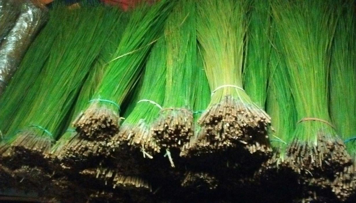 20lbs. green florida long leaf needles