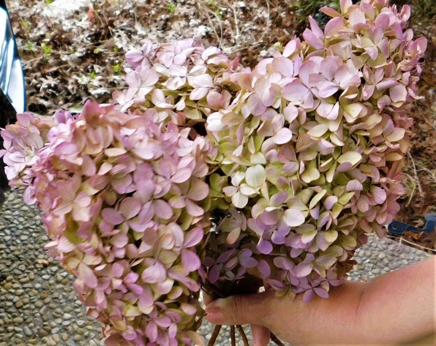 Dried hydrangeas, Lavender dried hydrangea bunch.