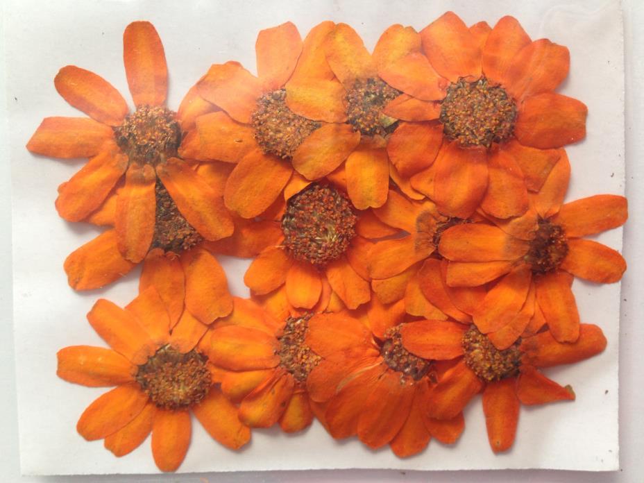 120pcs Real Dried Pressed Orange Zinnia Flowers without Stems