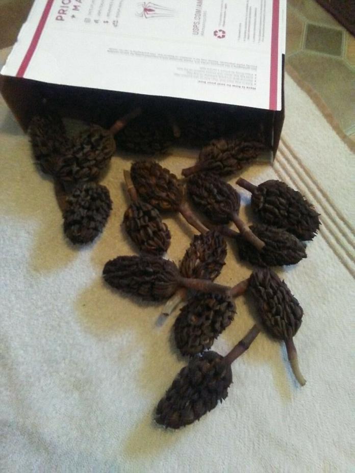 40 Dried Southern Magnolia Seed Pods for Crafts