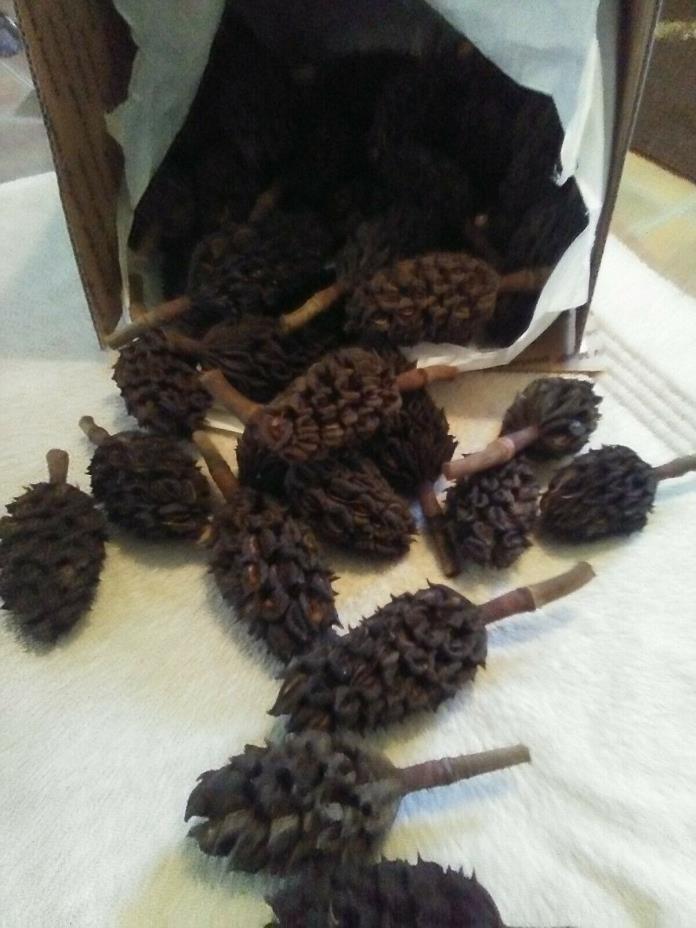 50 Dried Southern Magnolia Seed Pods for Crafts
