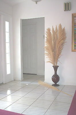 Dried flowers - Box of 9 natural white beige pampas grass stems 5' feet ( 60 