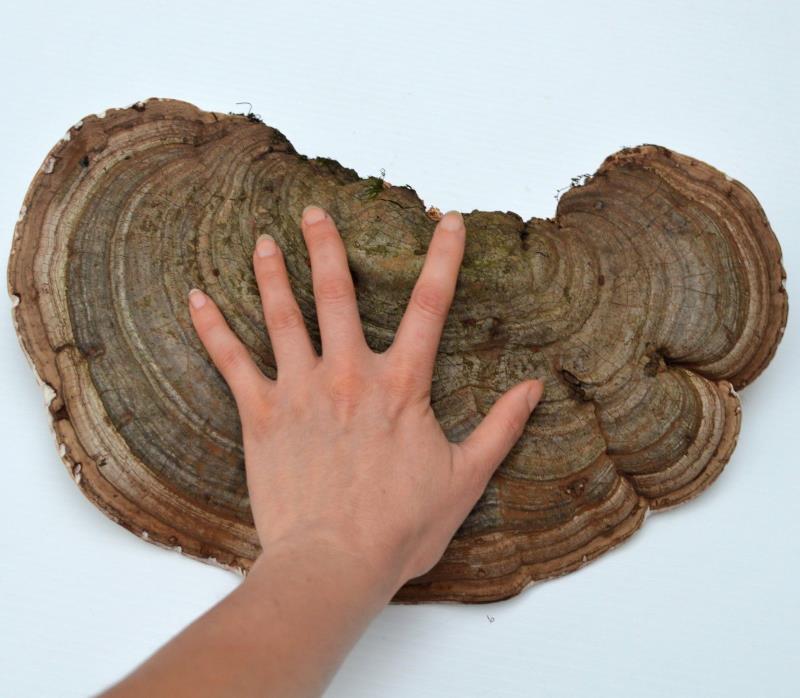 Large Artist Conk Mushroom Ganoderma Applanatum Bracket Fungus Taxidermy 14.5