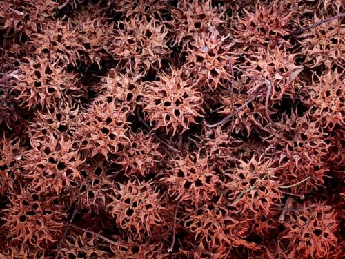 100 Sweet Gum Sweetgum Tree Balls Seed Pods DIY Arts Crafts Hand picked w/ stems