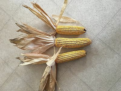 10 Ears corn with husks  shucks decor pinterest ideals