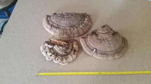 Conch Shelf Mushroom Lot of 3, Crafts, Display, Carving, Taxidermy
