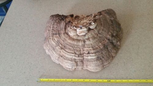 Large 16