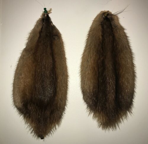 Muskrat Pelt Hide Tanned Fur Cabin Decor Taxidermy Science Craft Collection