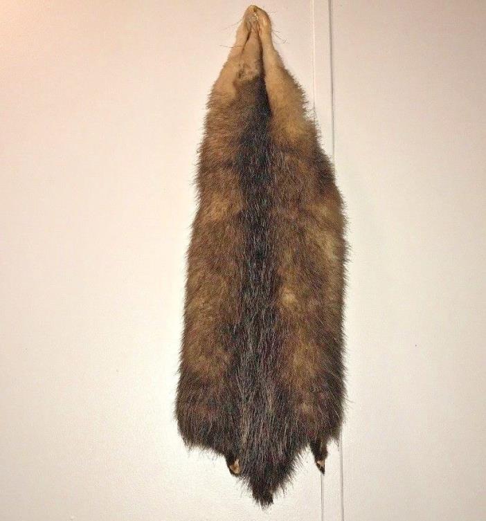 Opossum Pelt Tanned Hide Taxidermy Cabin Decor Craft Leather Fur Science
