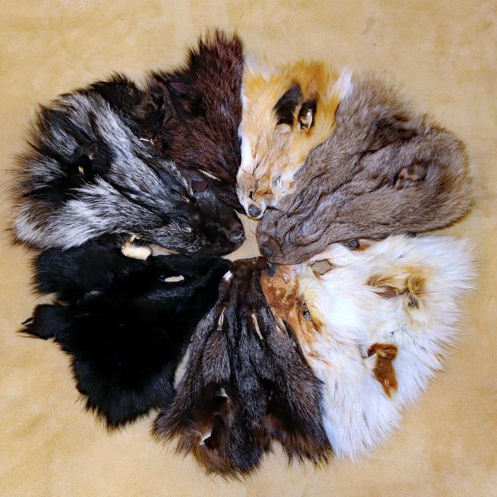 Glacier Wear Assorted Fox Fur Faces Masks (Qty - 8) fxx1610