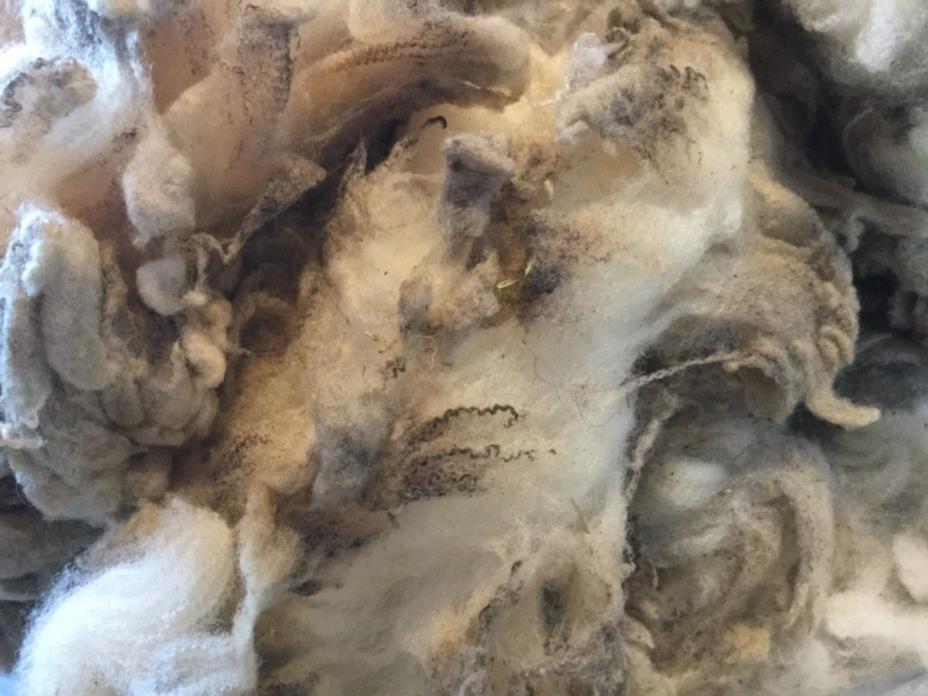 Fine Targhee Raw White Wool 22.5 micron 62s 98.2% Comfort Factor 13.4oz BE-2