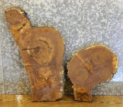 2- White Oak Partial Live Edge Oval Cut Taxidermy Base Wood Slabs 14287-14288