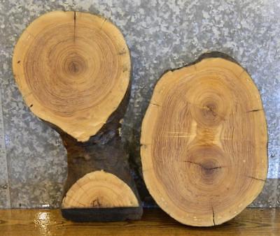 2- Salvaged Partial Live Edge Ash Oval Cut End Table Top Wood Slabs 14102-14103
