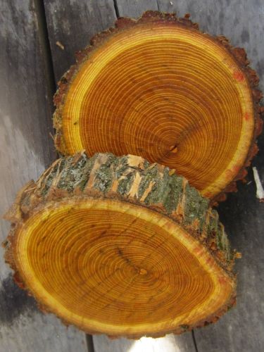 4 Osage Orange Slices!  Wood Crafts Raw Hedge Apple 1” Thick 12” Dia