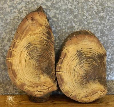 2-Partial Live Edge Oval Cut Hackberry Taxidermy Base/Wall Art Slabs 14313-14314