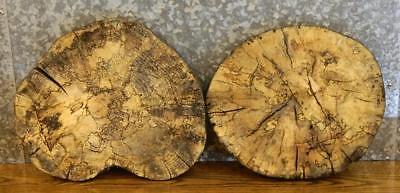 2- Round Cut Live Edge Hackberry Centerpiece/Wall Art Wood Slabs 12463-12464