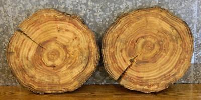 2-Live Edge Round Cut Locust Wall Art/Clock Plaque Rustic Wood Slabs 6941-6942