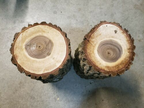Black Walnut Wood Turning Logs 5 3/4 - 5 1/4