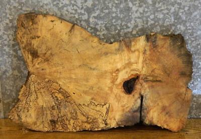 Rustic Partial Live Edge Spalted Maple Oval Cut End Table Top Slab 6290