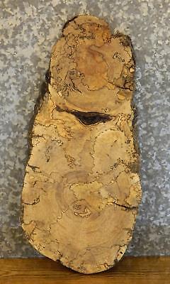 Oval Cut Live Edge Spalted Maple End/Entry/Accent Table Top Slab 6285