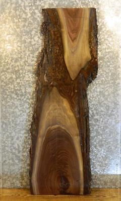 Salvaged Partial Live Edge Black Walnut Sofa/Side Table Top Slab 1352