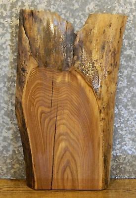 Partial Live Edge Elm End/Side/Entry Table Top Rustic Wood Slab 5098