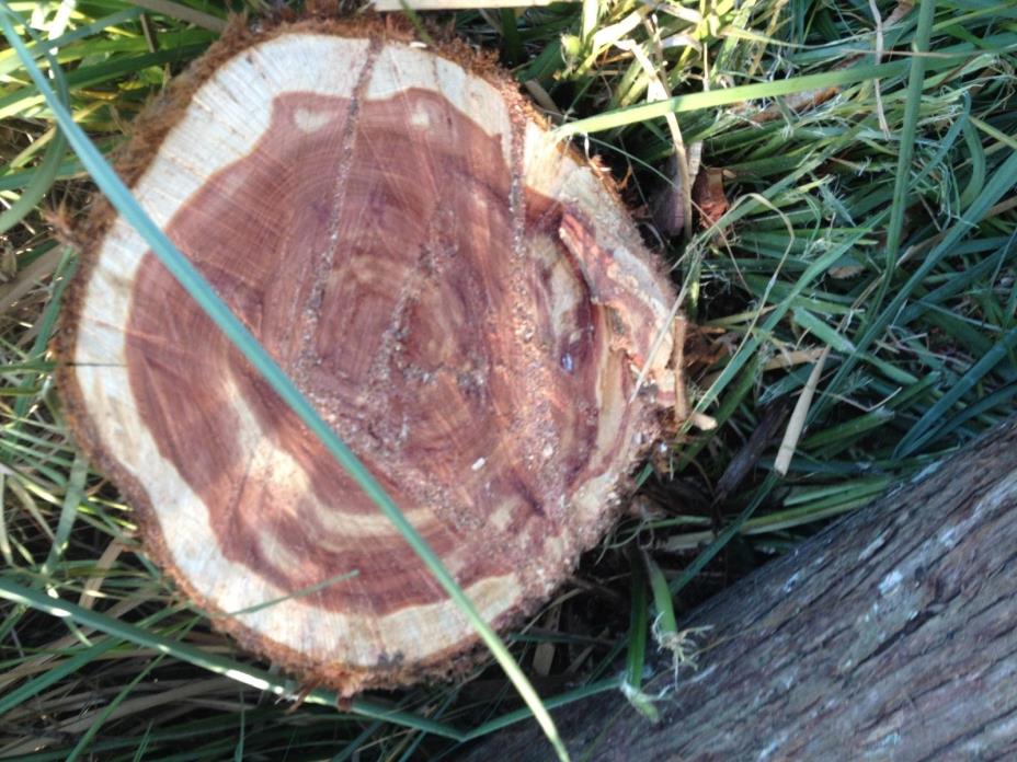 Eastern Red Cedar Log over 13' long