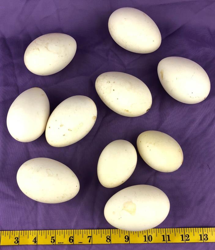 10 Empty Blown Goose Eggs Mixed Size Small to Large